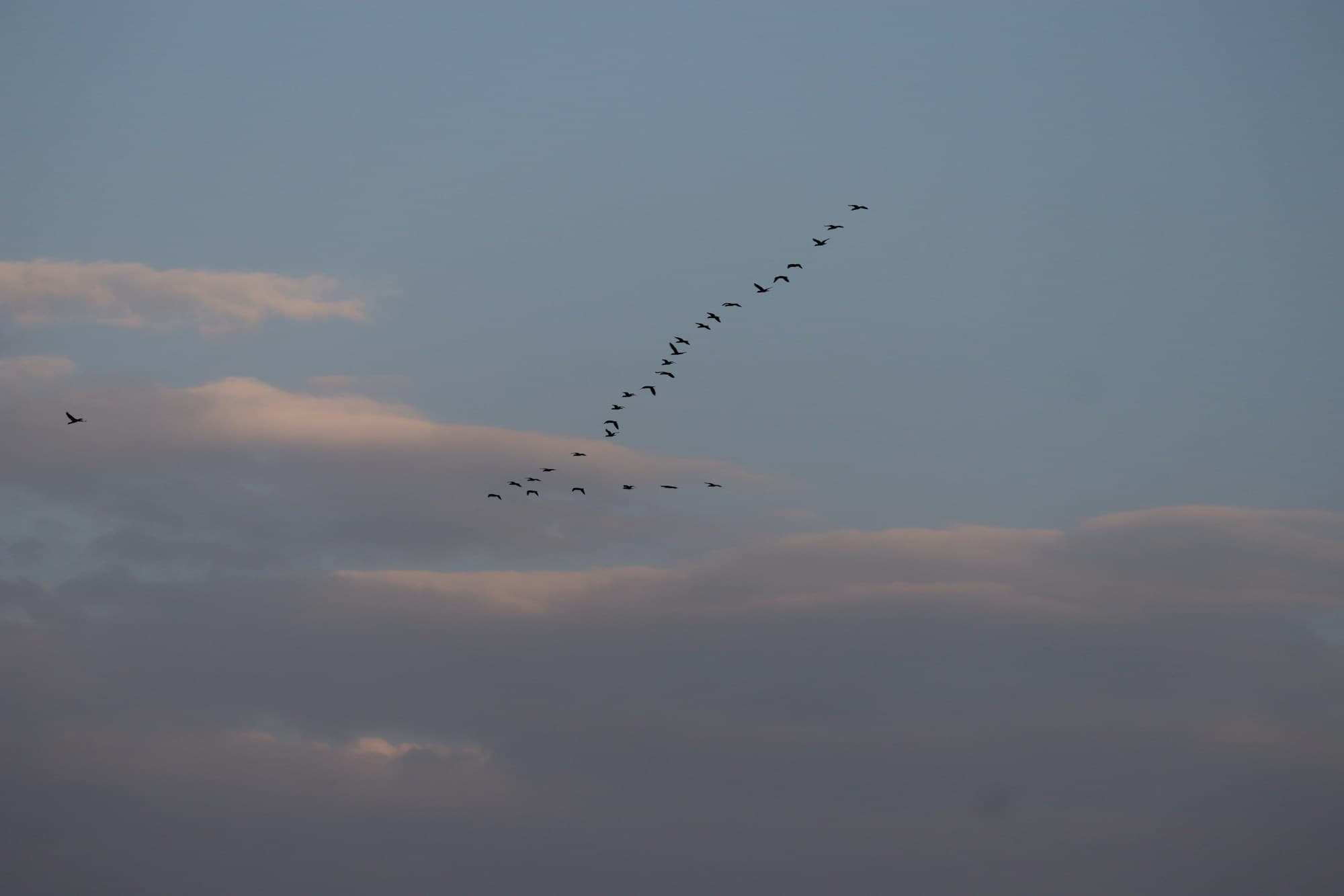 Birds in flight against a pale sky